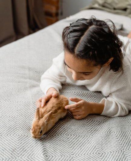 What Is the Best Bed for a Rabbit? Comfortable Choices That Keep Your Bunny Happy