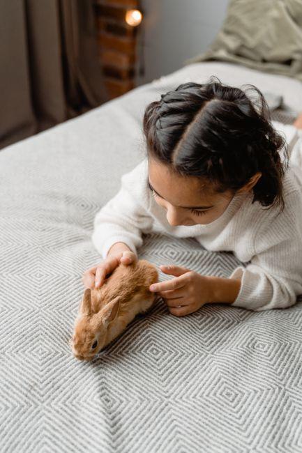 What Is the Best Bed for a Rabbit? Comfortable Choices That Keep Your Bunny Happy